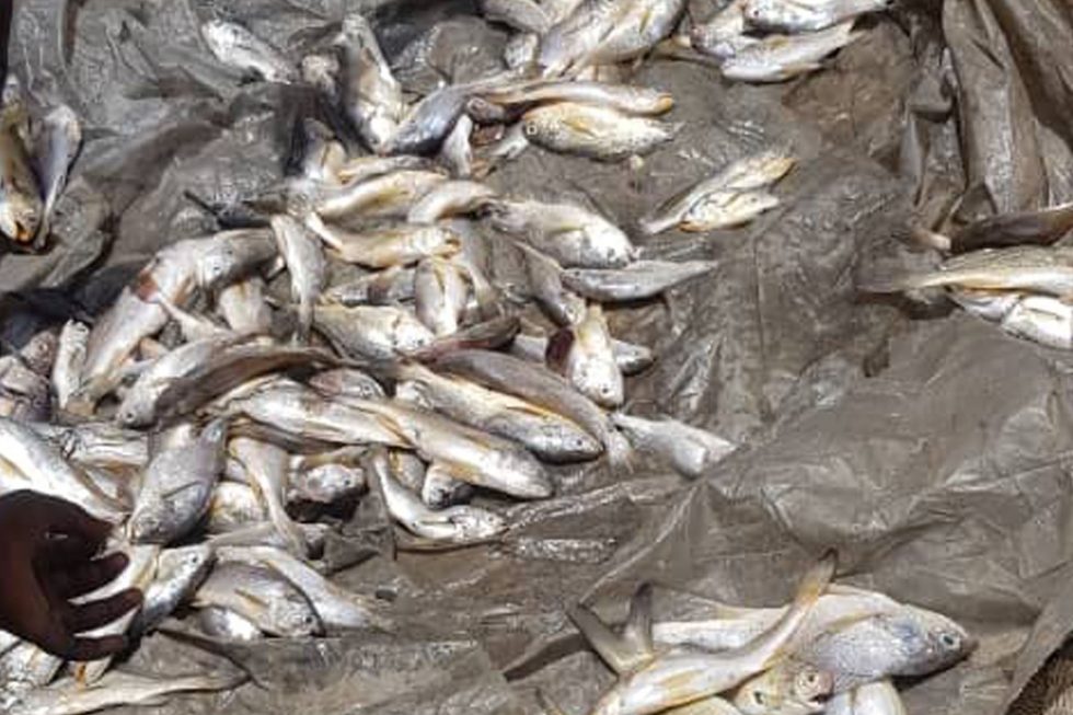 Special Field Report On The Strange Occurence Of Dead Fish Washed Ashore On The Atlantic Coastline Of The Niger Delta