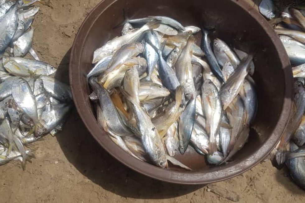 CSOs Decries the Rate of Floating Dead Fish Washed Ashore Amidst COVID-19 Lockdown