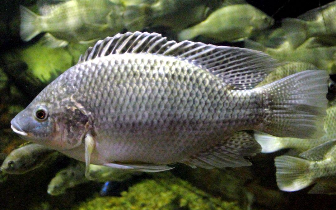FishNet Alliance; Alerts on the Introduction of Genetically Modified Tilapia into Nigeria