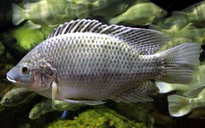 FishNet Alliance; Alerts on the Introduction of Genetically Modified Tilapia into Nigeria