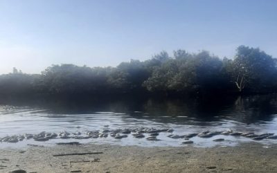 Mass Die-off of Fish in Isipingo Lagoon, South Africa